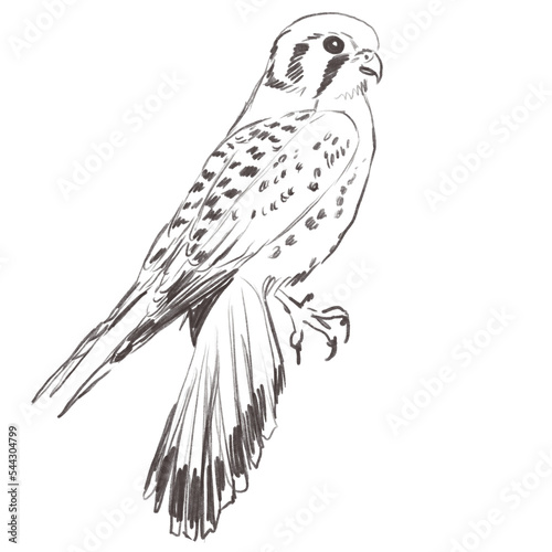Foto Line art pencil sketch of forest kestrel bird