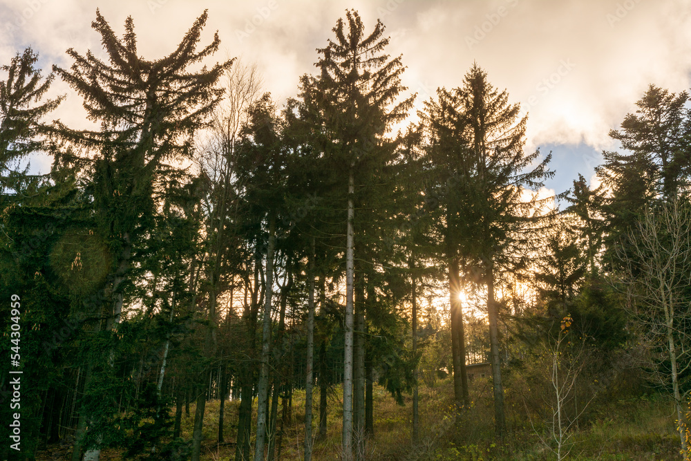 Fototapeta premium Dark green pine trees in a moody spruce forest with sunbeams shining through branches in foggy autumn mountains.