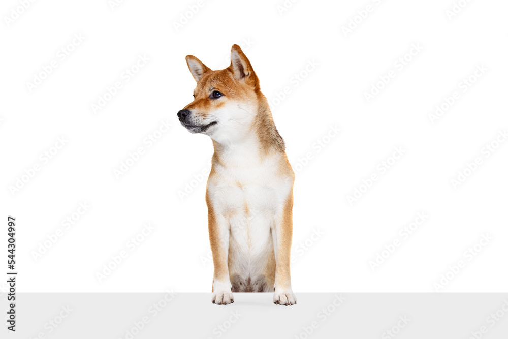 Portrait of charming purebred dog Shiba Inu isolated over white studio background. Concept of beauty, animal life, care, health and purebred pets.