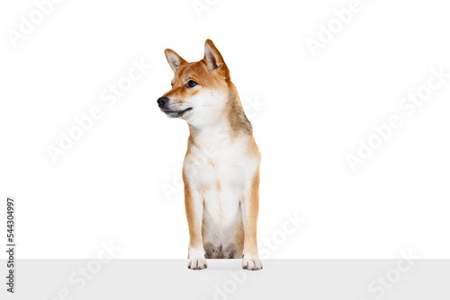 Portrait of charming purebred dog Shiba Inu isolated over white studio background. Concept of beauty  animal life  care  health and purebred pets.