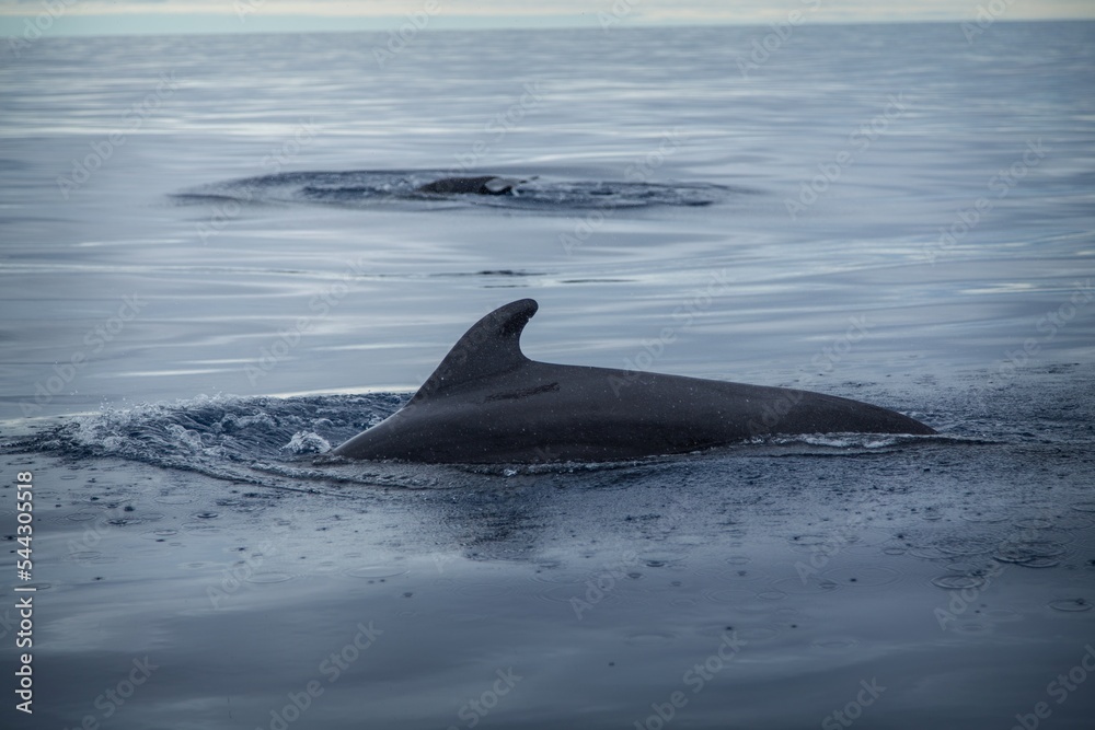 baleen whale in the sea baleen whale in the sea