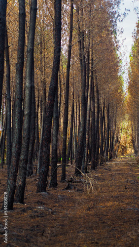 For  t de pins incendi  e     proximit   de Landiras  apr  s les incendies de l   t   2022