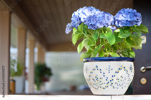 Blue hydrangea flower on the terrace, space for text