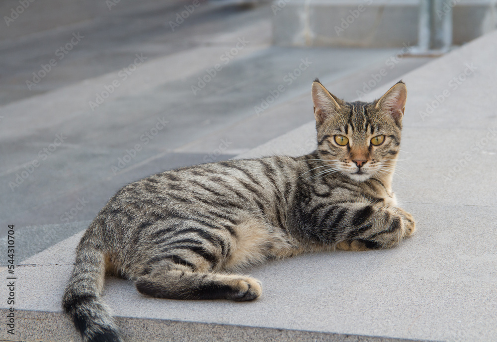 A street cat. A cat on a pedestrian street in summer.