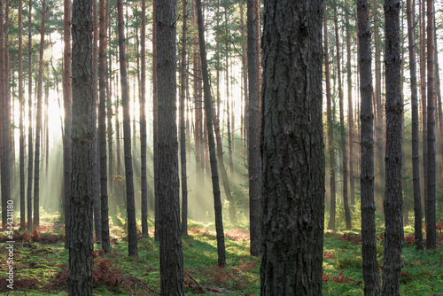 Wysoki sosnowy las w listopadowy poranek. Między drzewami unosi się mgła oświetlana promieniami słońca.  © boguslavus