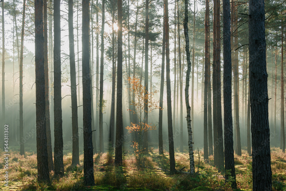 Wysoki sosnowy las w listopadowy poranek. Między drzewami unosi się mgła oświetlana promieniami słońca.  - obrazy, fototapety, plakaty 