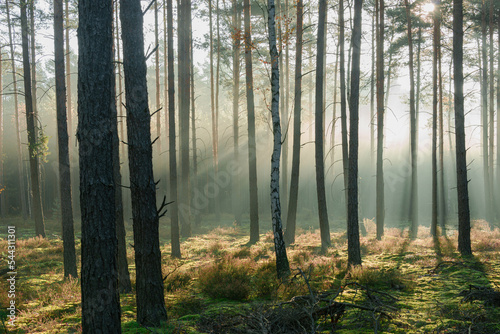 Naklejka Wysoki sosnowy las w listopadowy poranek. Między drzewami unosi się mgła oświetlana promieniami słońca. 