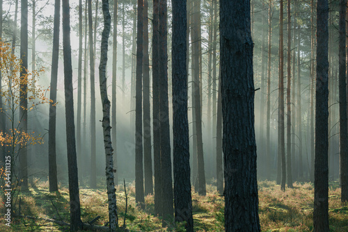 Wysoki sosnowy las w listopadowy poranek. Między drzewami unosi się mgła oświetlana promieniami słońca. 
