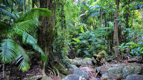 Fotografie, Obraz Australian Tropical Rainforest near Byron Bay