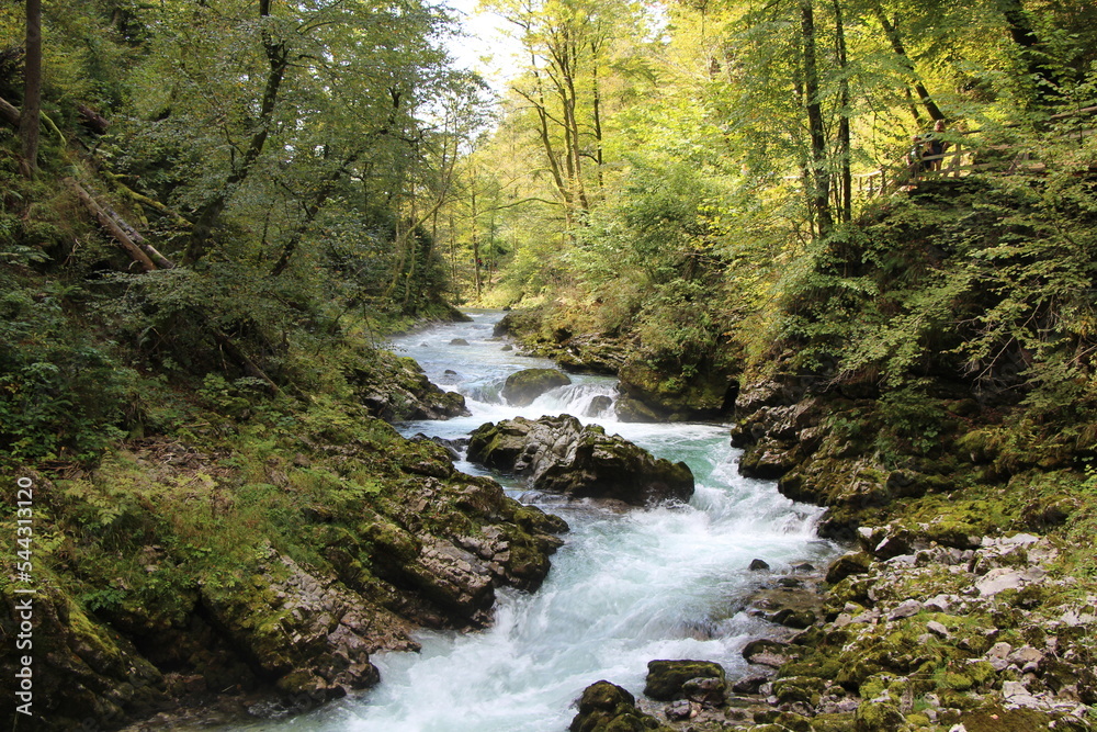 river in the forest river in the forest