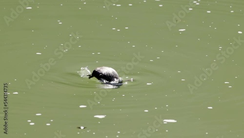 a slow motion shot of a platypus swimming then diving in a sunlit pool of the broken river at eungella national park of queensland , australia photo