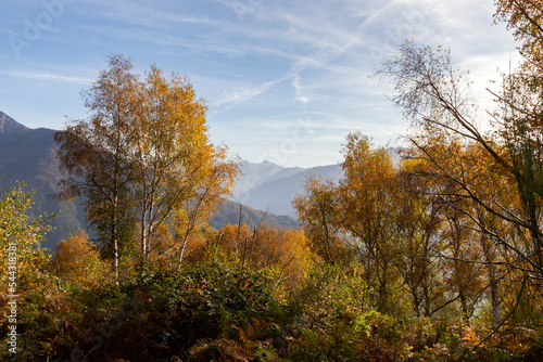 Foliage view on Alps