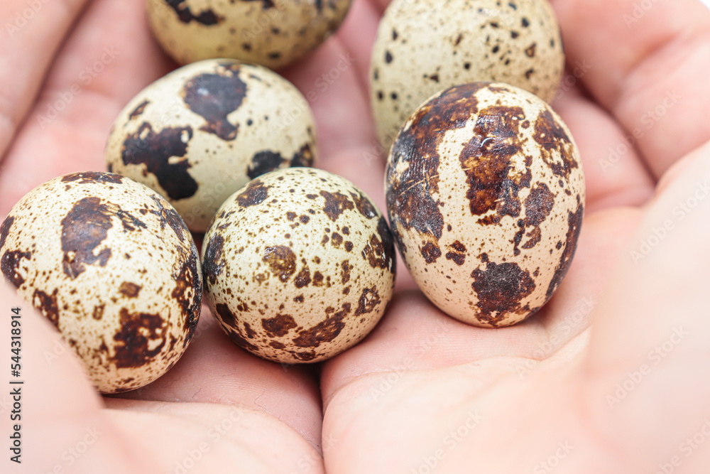 Obraz premium hands holding quail eggs on white background