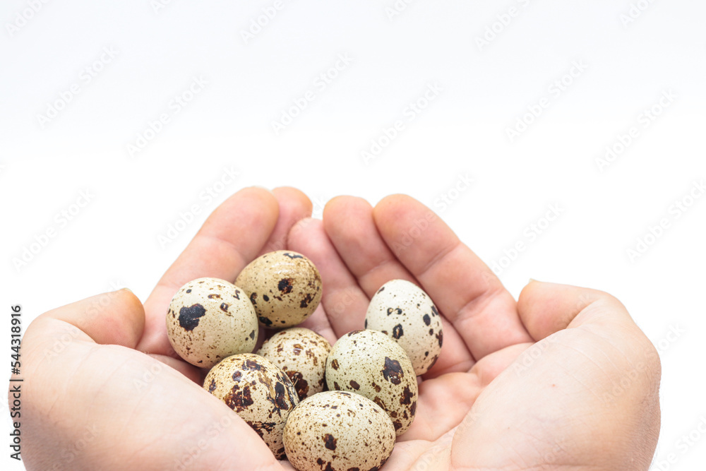 hands holding quail eggs on white background hands holding quail eggs on white background