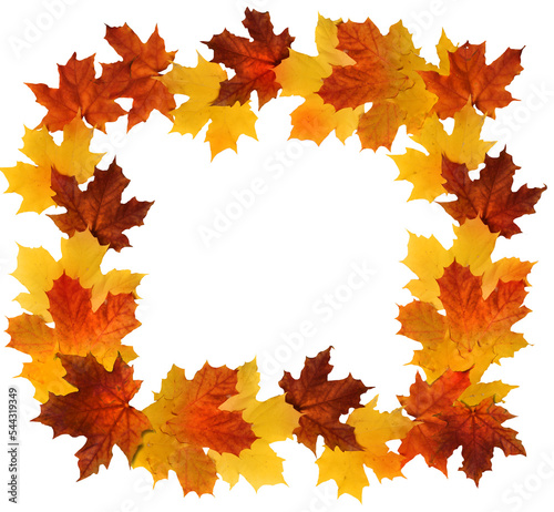Colorful red, orange and yellow autumn maple leaves framery border isolated