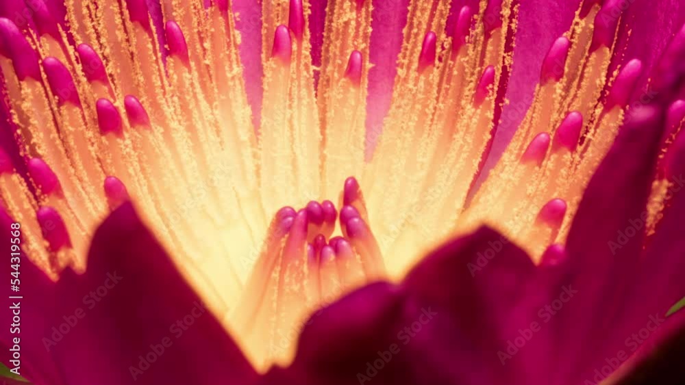 Pink Sensation Water Lily burst into flower, revealing beautiful color stamen in macro, time lapse of flower opening.  Nymphaea pubescens.