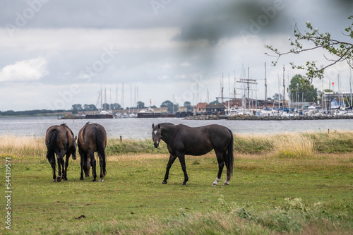 Pferde in ærøskøbing dänemark