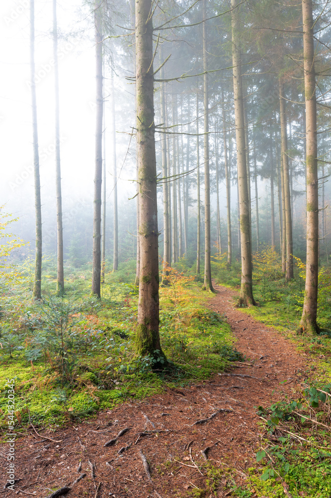 Naklejka premium Herbstwald im Nebel