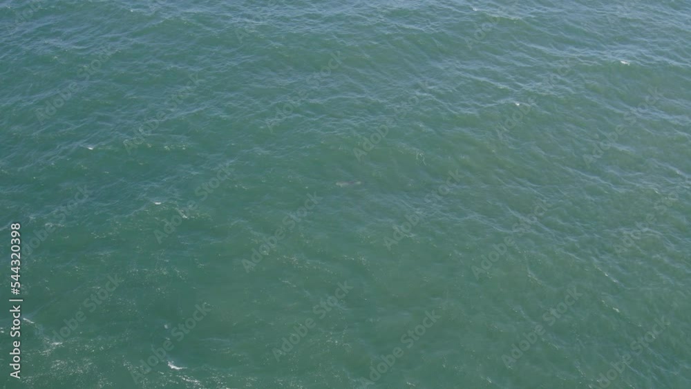 Tropical Ocean With Bottlenose Dolphin Swimming In East Coast QLD, Australia - aerial drone shot Tropical Ocean With Bottlenose Dolphin Swimming In East Coast QLD, Australia - aerial drone shot