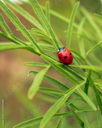 Colorful ladybug sitting on brigt green leaves, autumn morning freshness, marco shot