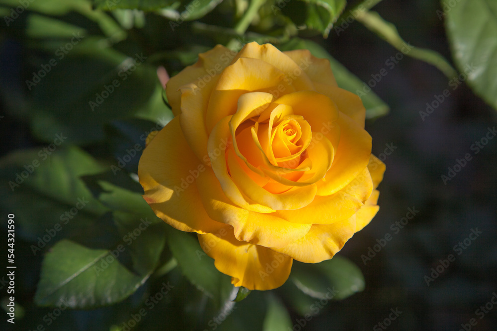 Beautiful rose bush growing in the garden. Beautiful rose bush growing in the garden.