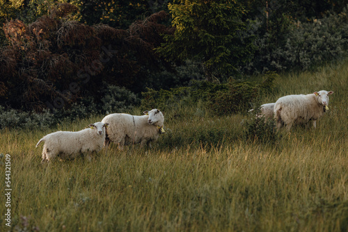 Norway, wild sheeps in Jotunheimen National Park, Beitostølen