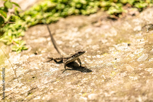 brown lizard on a stone