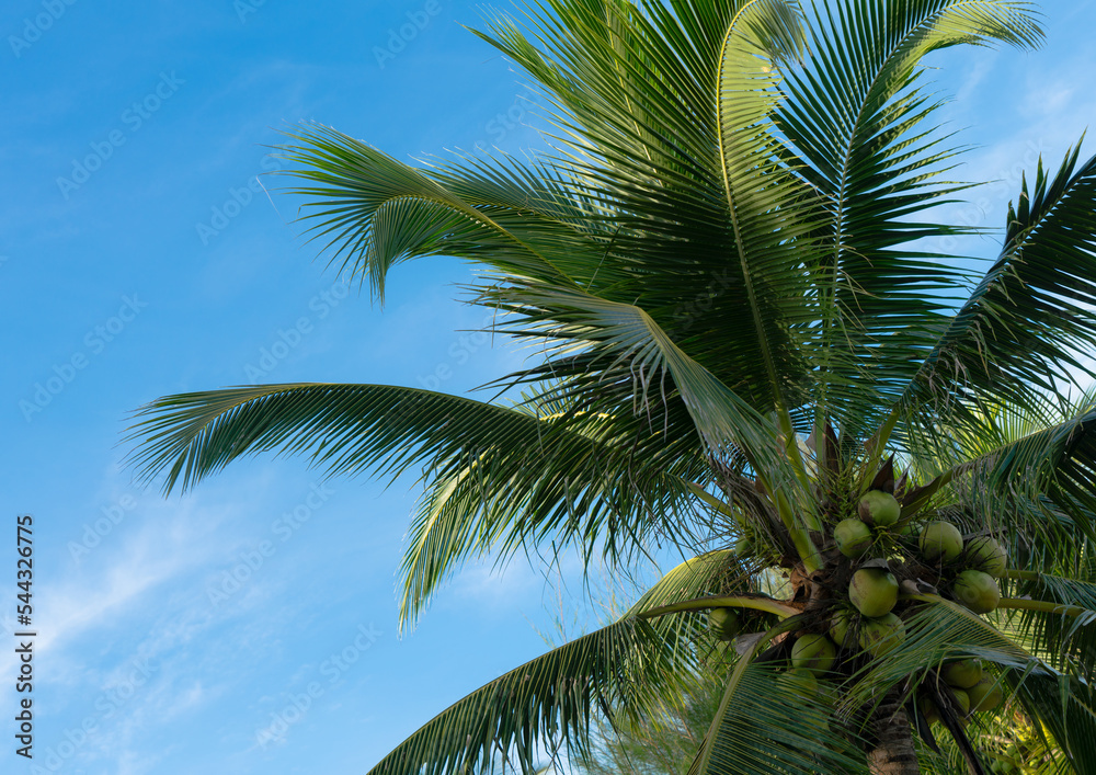 Fototapeta premium Coconuts tree with beautiful sky for summer holiday