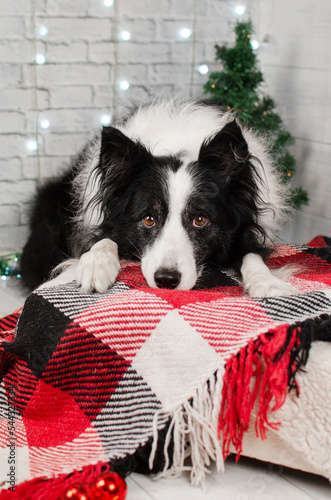 border collie portrait festive photos of a dog in New Year's decorations © Kate