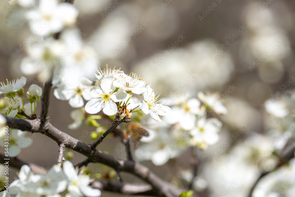 White flowers bloom in the trees. Spring landscape with blooming sakura tree. Beautiful blooming garden on a sunny day. Copy space for text. White flowers bloom in the trees. Spring landscape with blooming sakura tree. Beautiful blooming garden on a sunny day. Copy space for text.