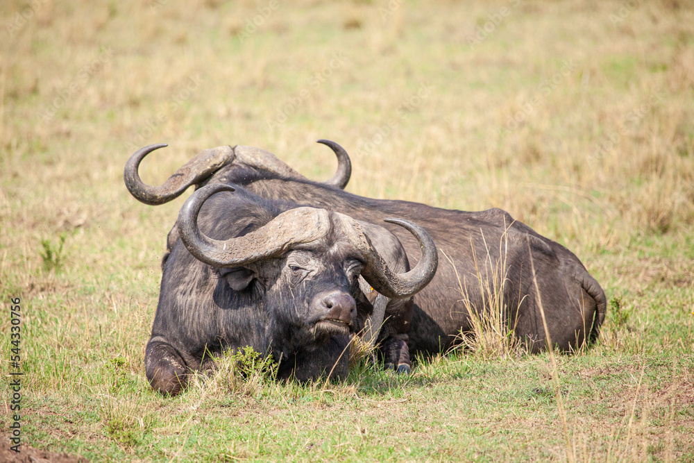 An African Buffalo staring across the Masai Mara in Kenya, Africa