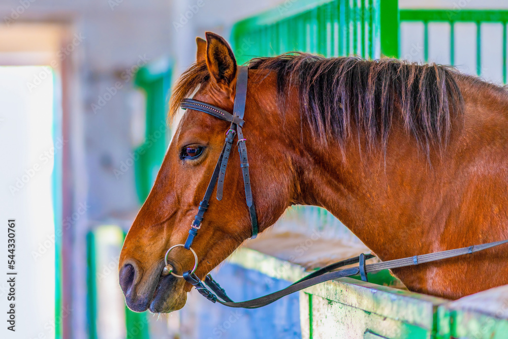 Fototapeta premium Portrait of a horse in a stable. Holidays with horses on a farm or ranch.