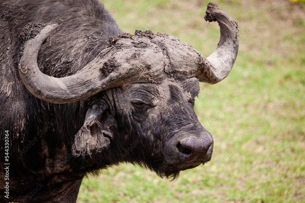 An African Buffalo staring across the Masai Mara in Kenya, Africa An African Buffalo staring across the Masai Mara in Kenya, Africa