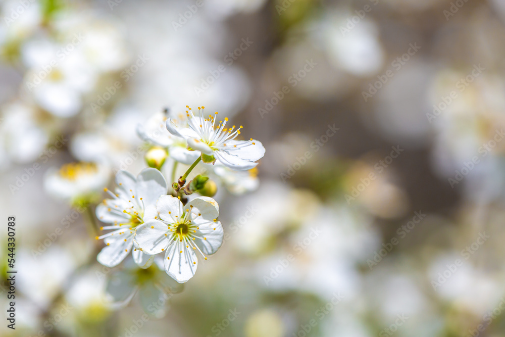 White flowers bloom in the trees. Spring landscape with blooming sakura tree. Beautiful blooming garden on a sunny day. Copy space for text.