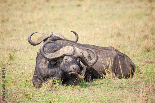 An African Buffalo staring across the Masai Mara in Kenya  Africa