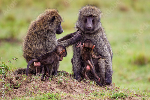 Olive Baboon sitting on the grass of the Masai Mara, Kenya	