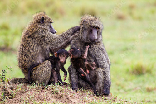 Olive Baboon sitting on the grass of the Masai Mara, Kenya	