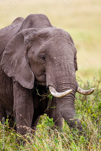 Elephant grazing on the open savannah of the Masai Mara, Kenya 