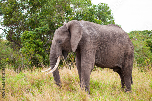 Elephant grazing on the open savannah of the Masai Mara  Kenya 