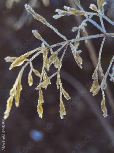 dry plants in frost © Алексей Линник