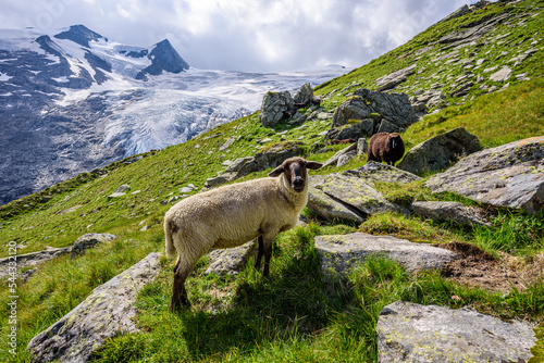 Sheep on a a pasture in the heart of High Tauern National park. Schlatenkees glacier and summit Grossvenediger in the background. photo