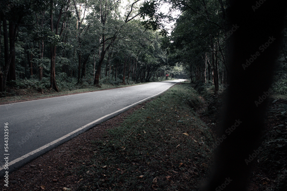 road in the forest road in the forest
