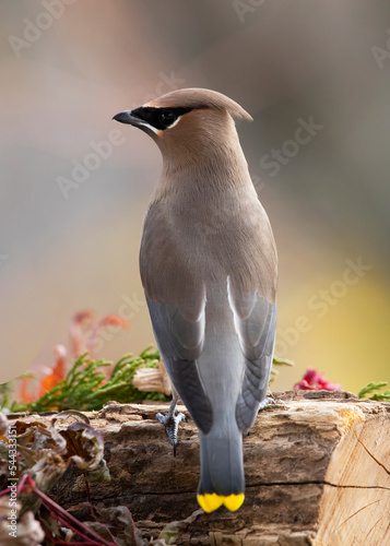 cedar waxwing