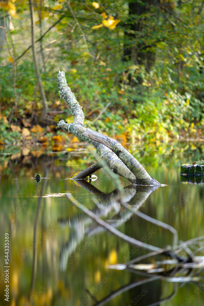 Colorful Reflection Autumn Landscape with Tree Branch in Water Mirror Colorful Reflection Autumn Landscape with Tree Branch in Water Mirror
