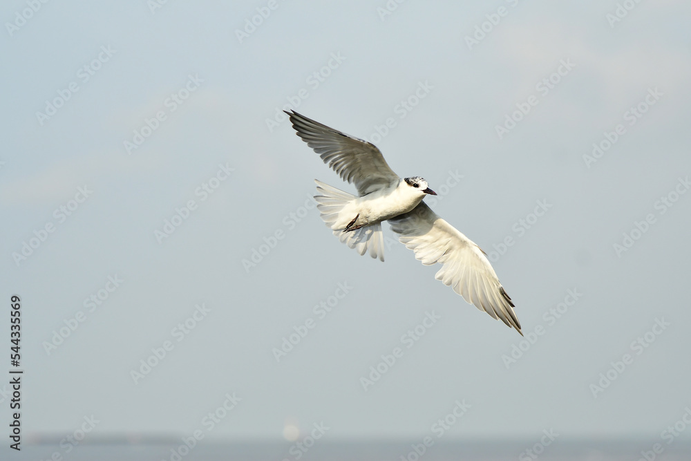 Obraz premium seagull in flight