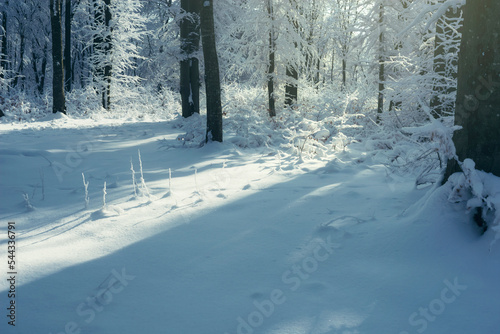 sun light on snow on the fo...