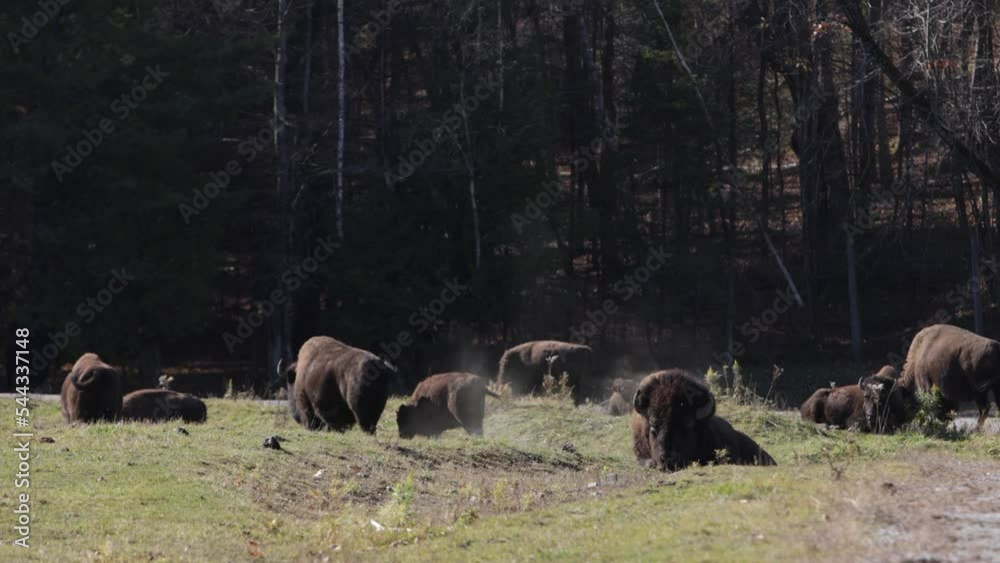 bison male bull rolling in dirt slow motion dusty bison male bull rolling in dirt slow motion dusty