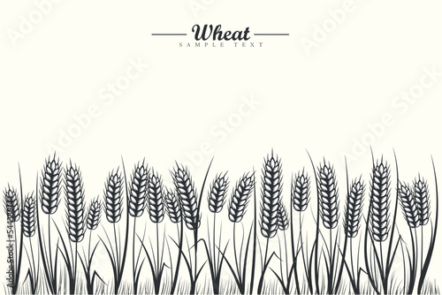 Black and white wheat cereals field background with wheat ears and wheat leaf on white background