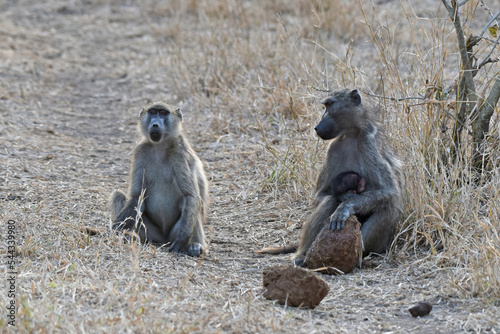 The Chacma Baboon, aka Cape baboon, is one of the largest of all monkeys, located primarily in southern Africa © Rini Kools