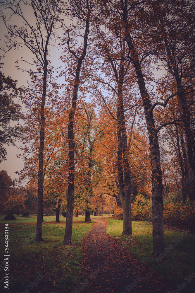 Autumn forest tree path